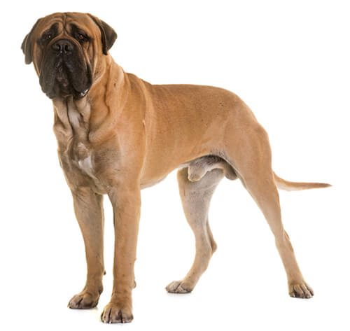 What kind of dog is cheap a bullmastiff